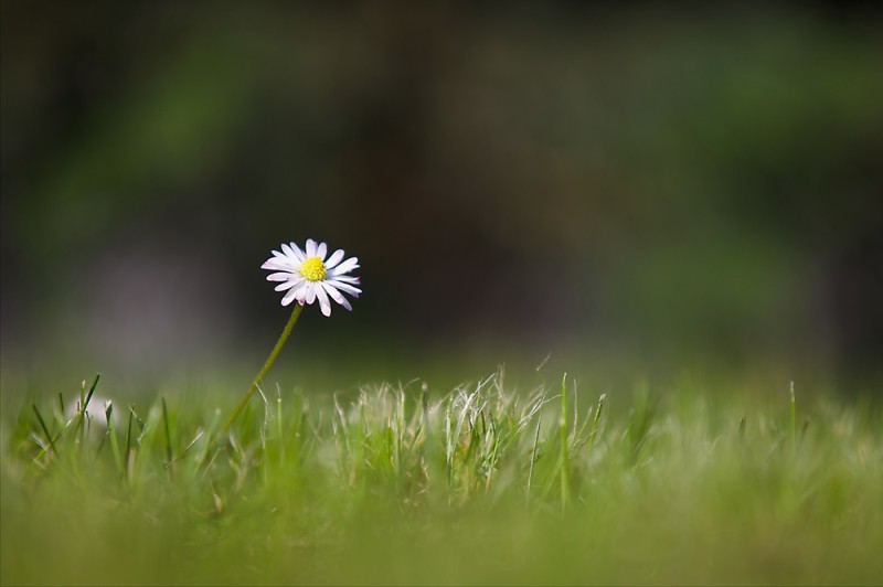 Gaensebluemchen (Bellis Perennis) im Rasen