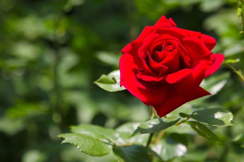 Rose vor gruenem Hintergrund