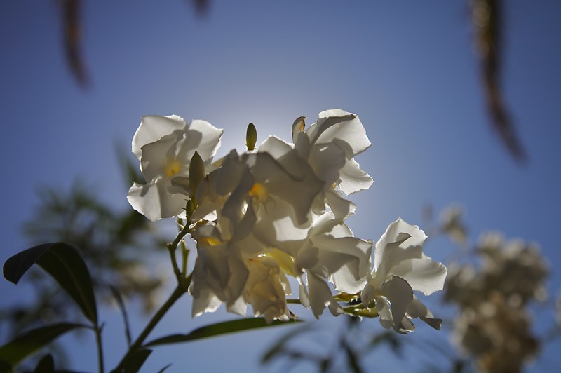 Blüten im Gegenlicht