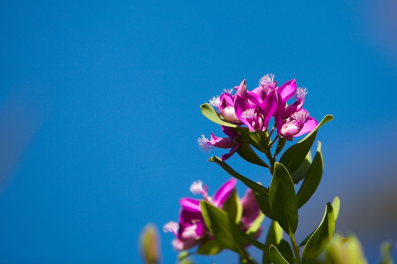 Blüte vor strahlend blauem Himmel