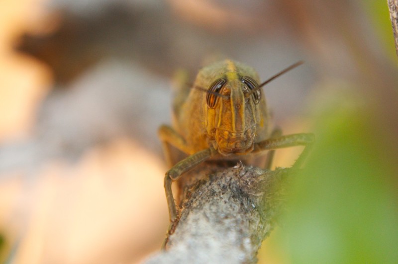 Portrait einer Heuschrecke