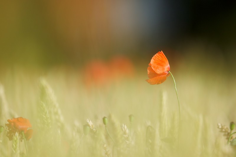 "Dreamy" Mohnblüte