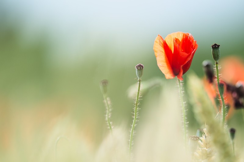 Blühender Mohn im Weizenfeld