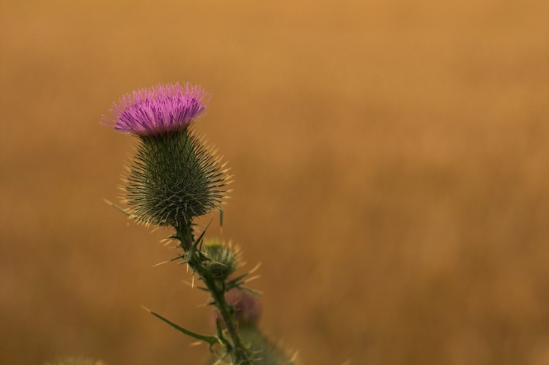 Distelblüte
