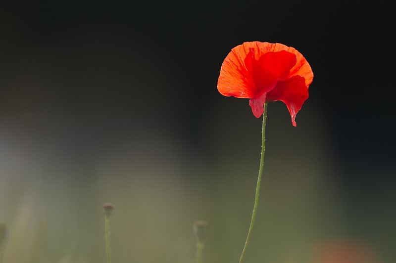 Mohnblüte