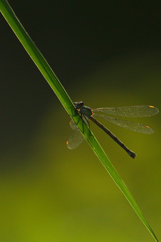 Libelle im Abendlicht