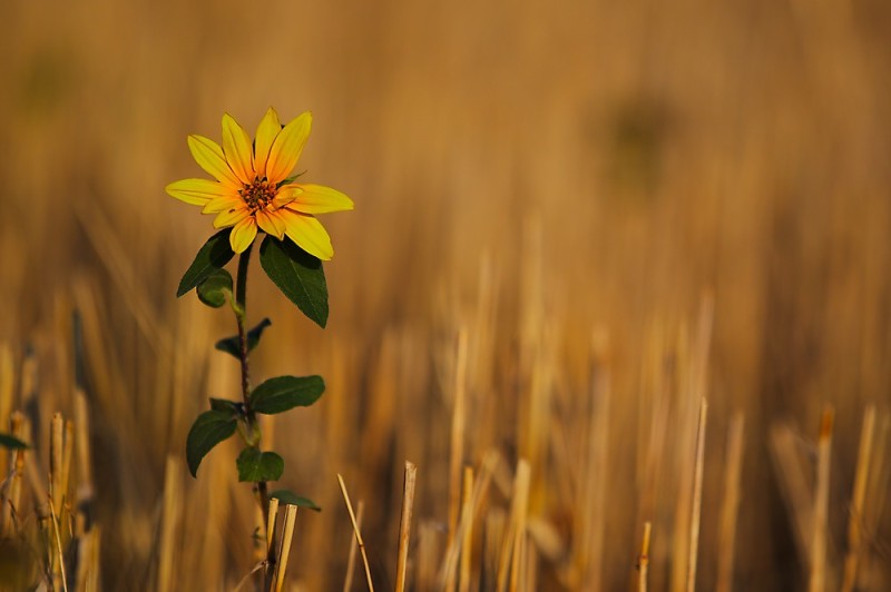 Blume im morgendlichen Licht