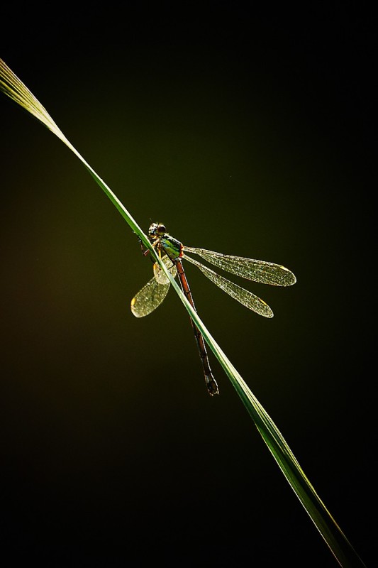 Libelle