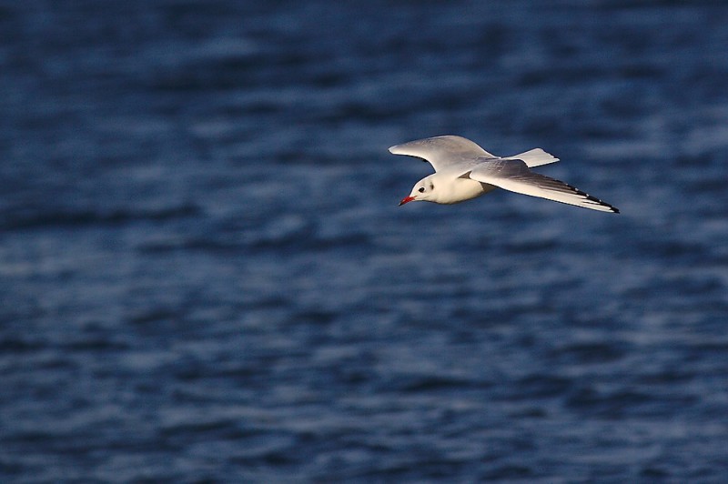 Möwe