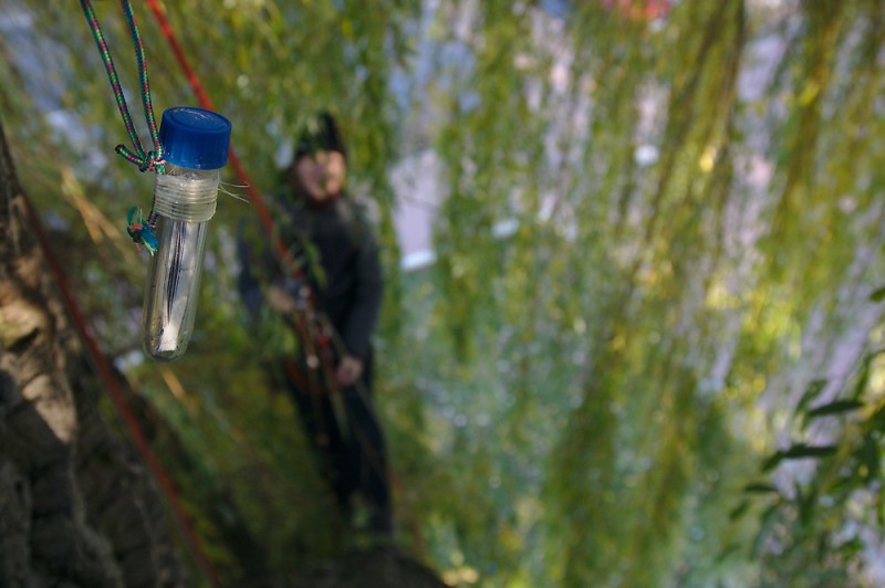 Geocaching-Dose (Petling) im Baum