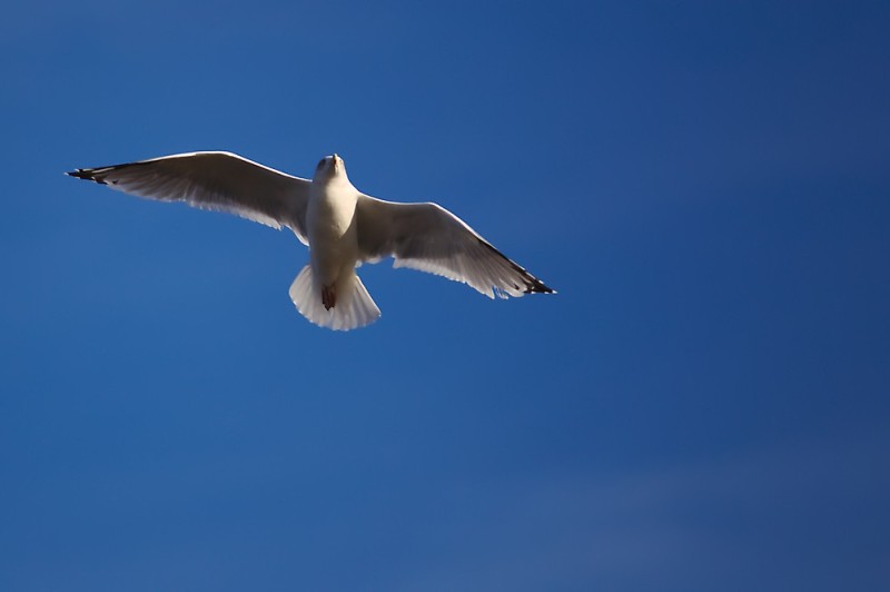 Möwe vor blauem Himmel