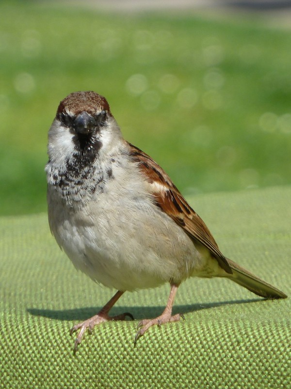 Haussperling (Passer domesticus)