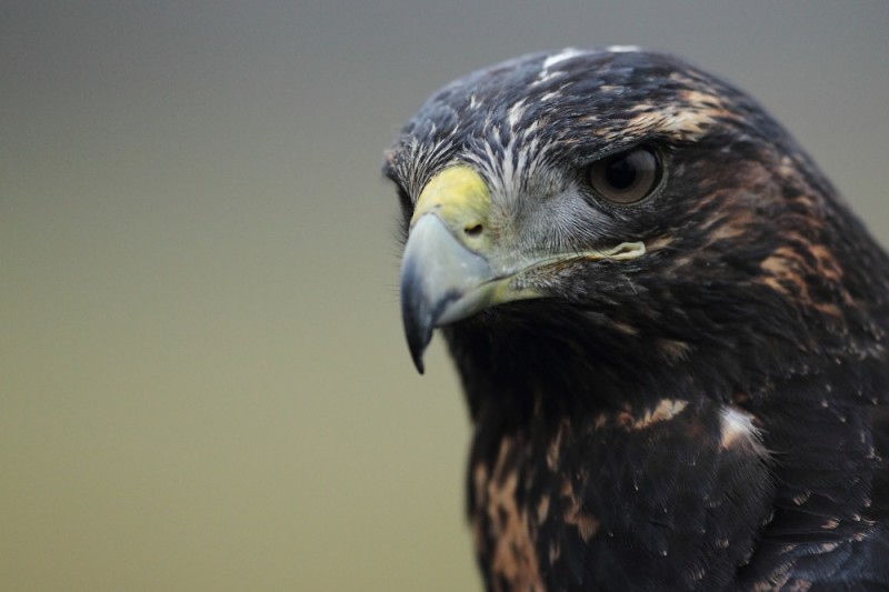 weiblicher Blaubussard (Geranoaetus melanoleucus) im Jugendkleid