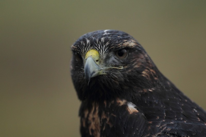 weiblicher Blaubussard (Geranoaetus melanoleucus) im Jugendkleid