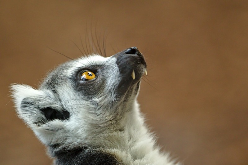 Erdmännchen - Burgers Zoo