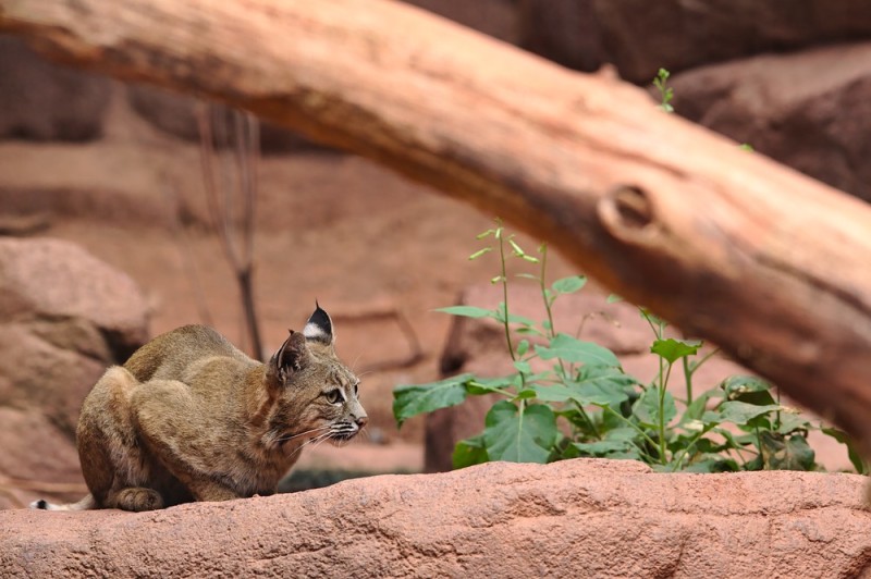 Kauernder Luchs im Burgers Zoo