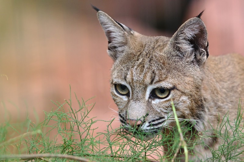Lauernder Luchs im Burgers Zoo