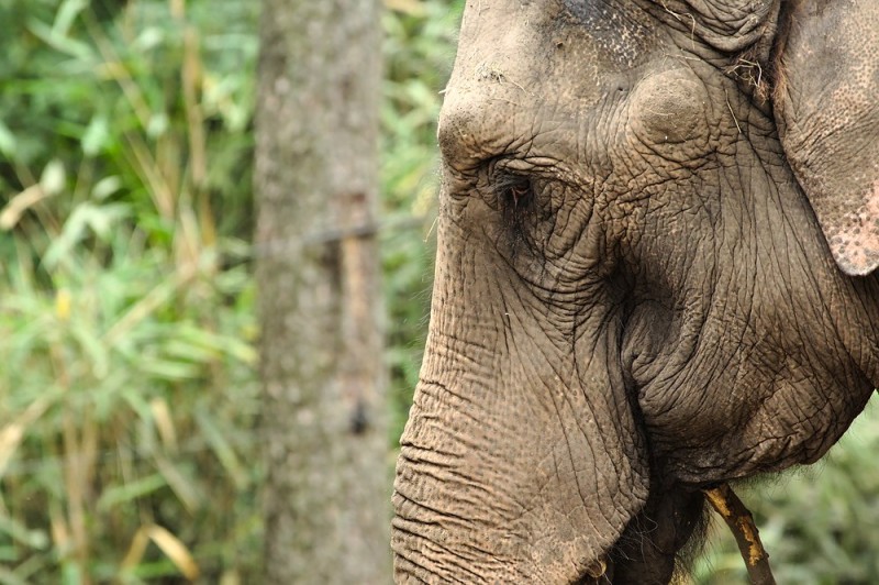 Elefant im Burgers Zoo