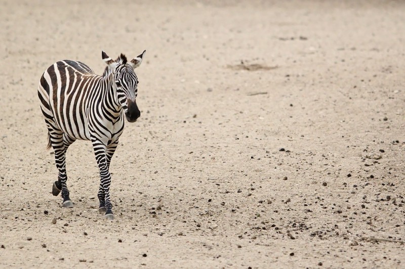 Zebra im Burgers Zoo