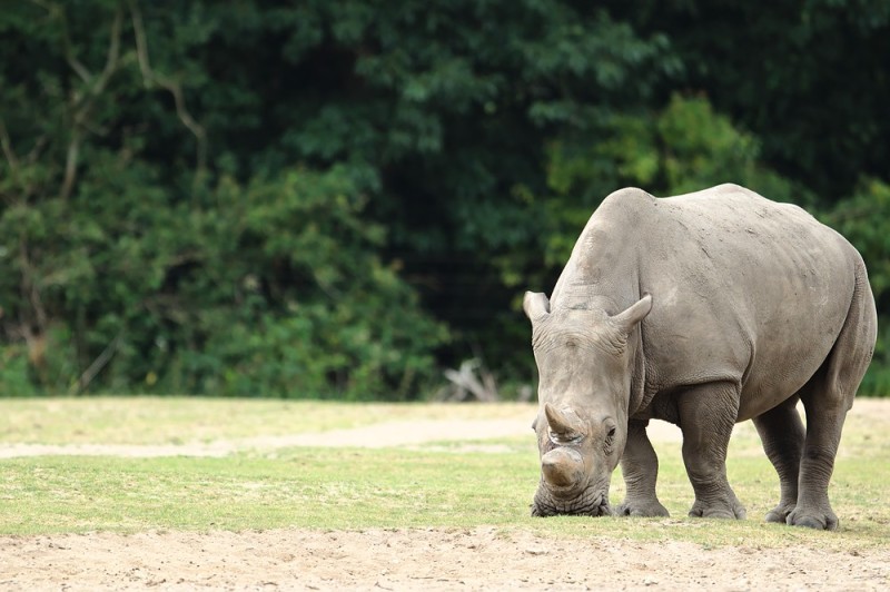 Nashorn im Burgers Zoo