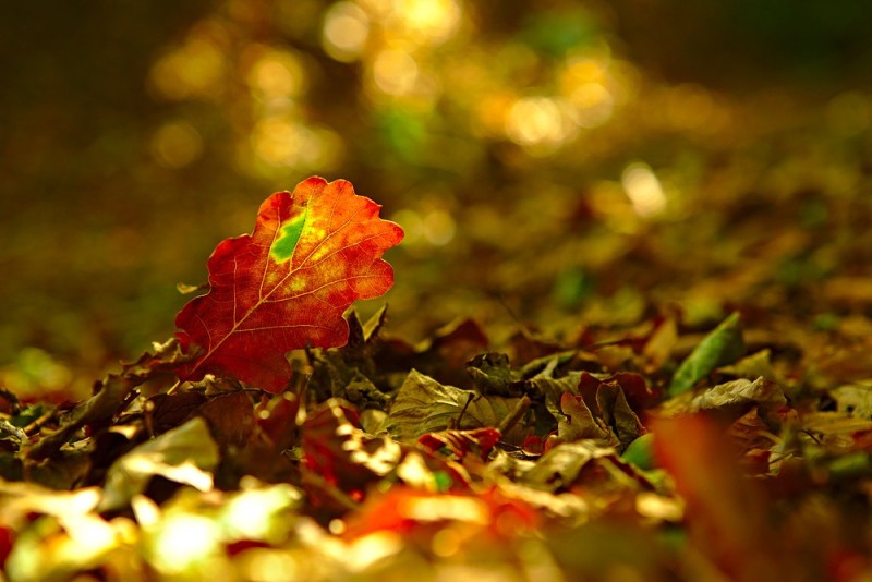 Herbstimpression -- Eichenblatt im Gegenlicht