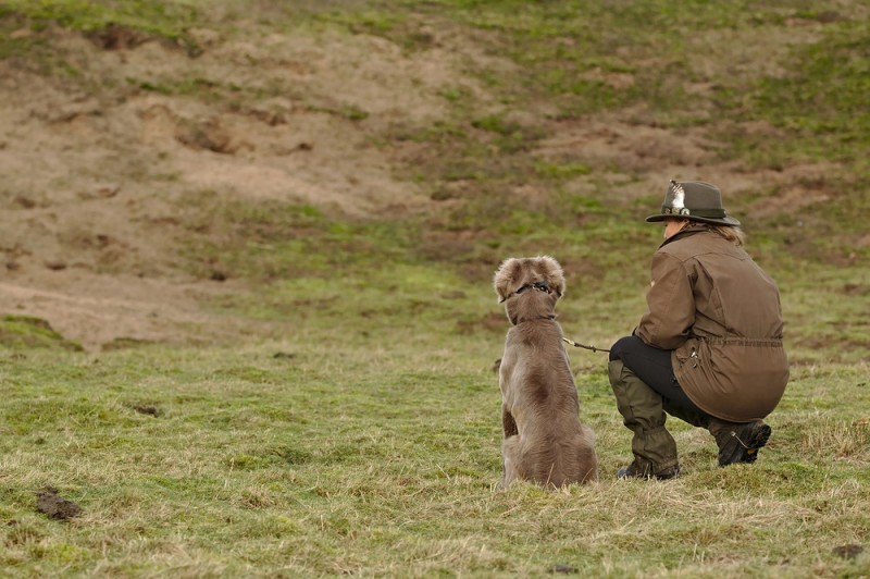 Weimaraner mit Jägerin