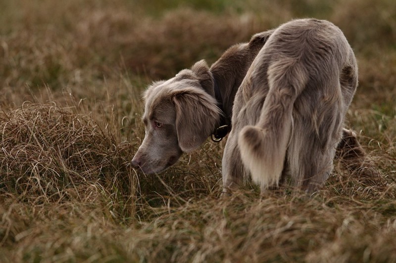 Stöbernder Weimaraner