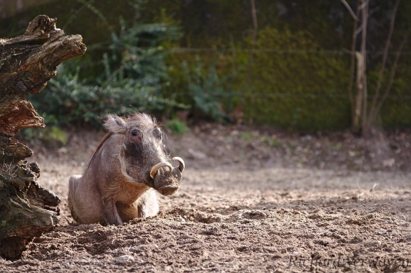 Warzenschwein im Burgers Zoo