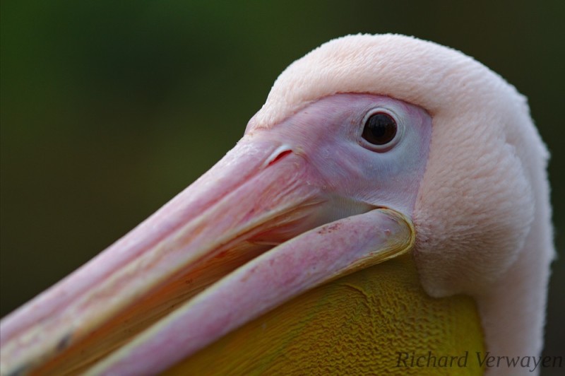 Nahaufnahme eines Pelikans im Burgers Zoo