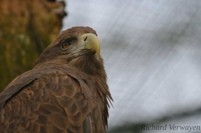 Seeadler im Burgers Zoo