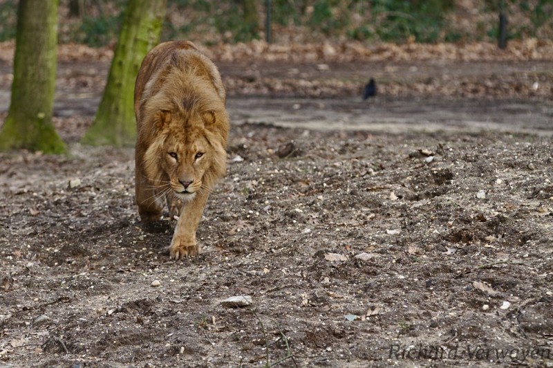 Löwe im Burgers Zoo