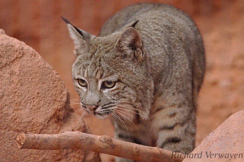 Luchs im Burgers Zoo