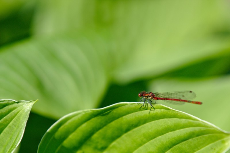 Libelle