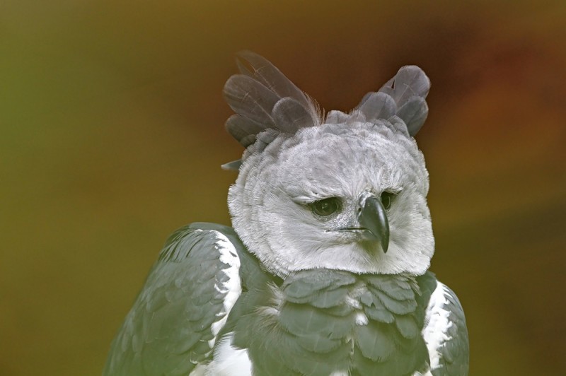 Harpyie (Harpia harpyja)