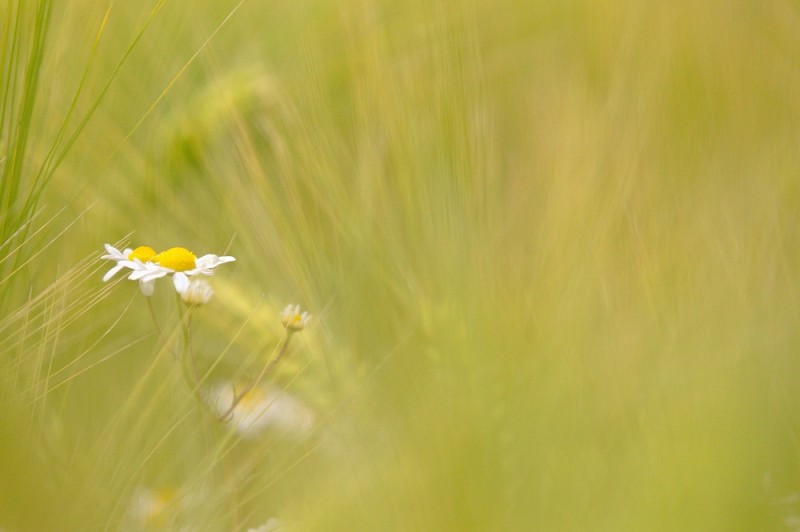 Margeriten im Kornfeld
