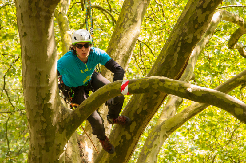 Kletterkrone 2014
