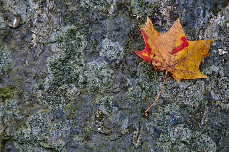 Herbstliches Blatt